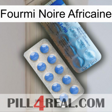 African Black Ant 40